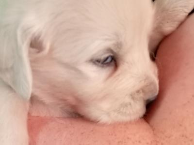 Adorable White Golden Retriever puppies in Cork