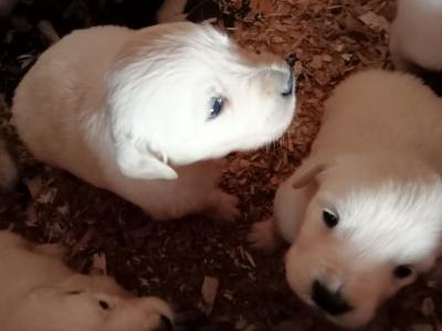 Adorable White Golden Retriever puppies in Cork