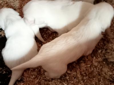 Adorable White Golden Retriever puppies in Cork
