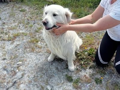 Adorable White Golden Retriever puppies in Cork