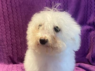 Stunning IKC Registered Bichon Frise puppies in Carlow