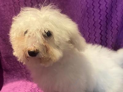 Stunning IKC Registered Bichon Frise puppies in Carlow
