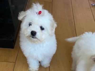 Beautiful Maltese x Bichon Frise puppies (Maltichon) in Meath