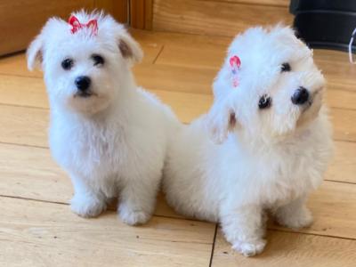 Beautiful Maltese x Bichon Frise puppies (Maltichon) in Meath