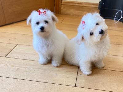 Beautiful Maltese x Bichon Frise puppies (Maltichon) in Meath