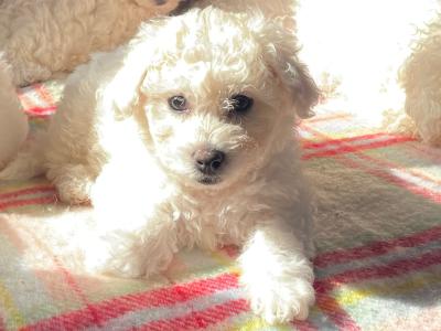 Purbred Bichon Frise puppies in Leitrim