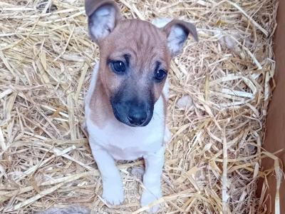 Male Jack Russell puppy for sale in Limerick