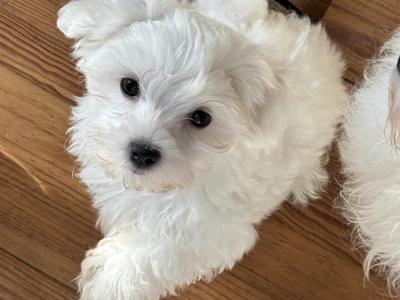 Beautiful IKC Registered(pending) Maltese puppies in Clare - 0862270312