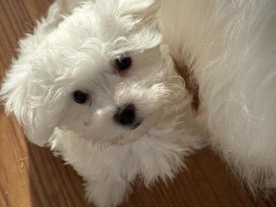 Beautiful IKC Registered(pending) Maltese puppies in Clare - 0862270312