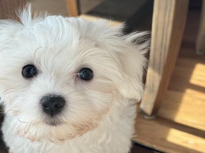 Beautiful IKC Registered(pending) Maltese puppies in Clare - 0862270312