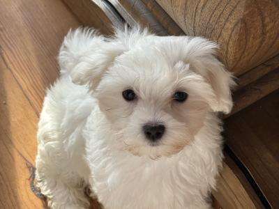 Beautiful IKC Registered(pending) Maltese puppies in Clare - 0862270312