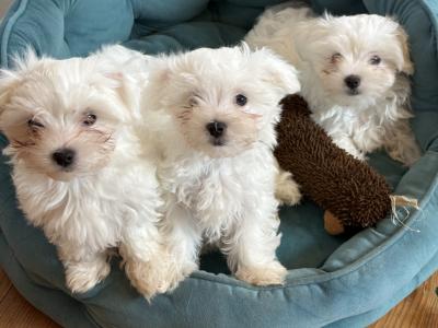 Beautiful IKC Registered(pending) Maltese puppies in Clare - 0862270312