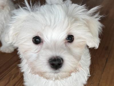 Beautiful IKC Registered(pending) Maltese puppies in Clare - 0862270312