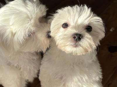 Beautiful IKC Registered(pending) Maltese puppies in Clare - 0862270312