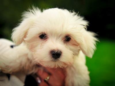 Beautiful IKC Registered(pending) Maltese puppies in Clare - 0862270312