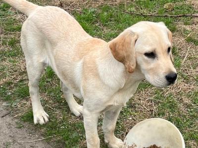 IKC Registered female Golden Labrador puppy in Laois