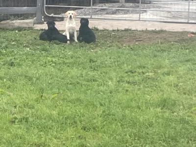 IKC Registered female Golden Labrador puppy in Laois