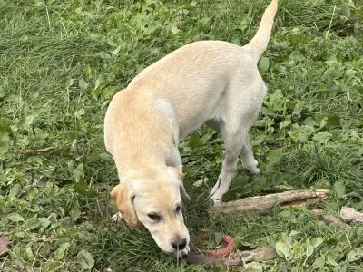 IKC Registered female Golden Labrador puppy in Laois