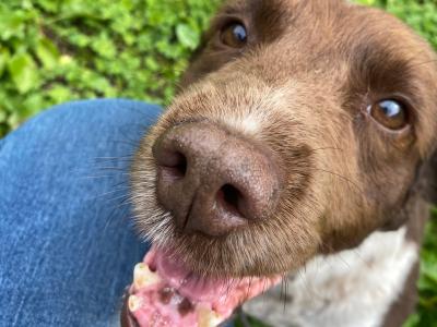 Benjy is a male Springer Spaniel dog in Kildare