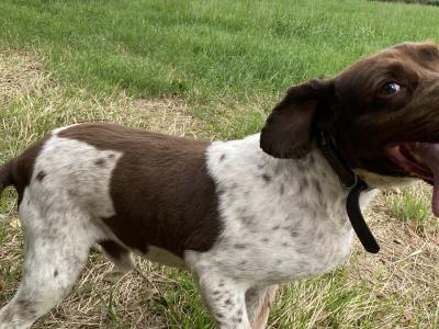 Benjy is a male Springer Spaniel dog in Kildare