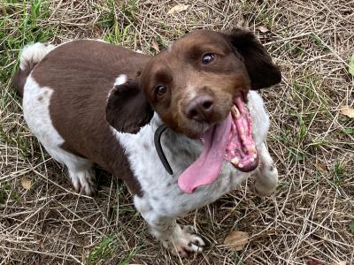 Benjy is a male Springer Spaniel dog in Kildare