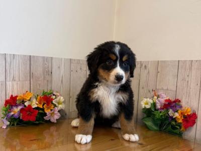 Vet checked, Child Friendly Bernese Mountain Dog puppies in Limerick