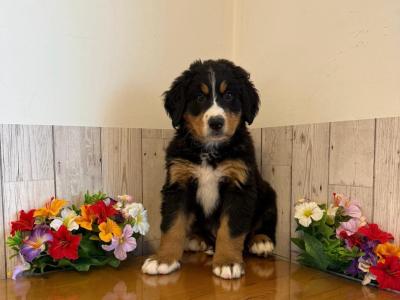 Vet checked, Child Friendly Bernese Mountain Dog puppies in Limerick