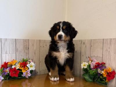 Vet checked, Child Friendly Bernese Mountain Dog puppies in Limerick