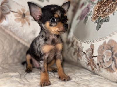 Chihuahua felmales males puppy for sale in Laois