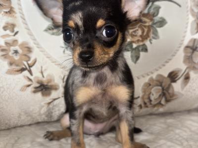 Chihuahua felmales males puppy for sale in Laois