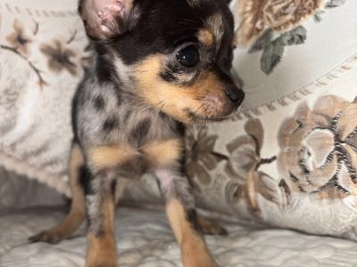 Chihuahua felmales males puppy for sale in Laois
