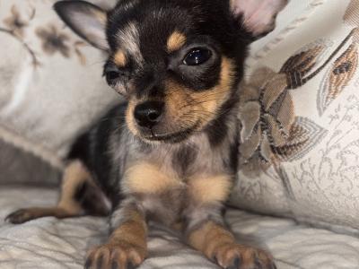 Chihuahua felmales males puppy for sale in Laois