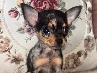 Purebred female Chihuahua puppy for sale in Laois