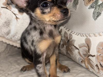 Chihuahua felmales males puppy for sale in Laois