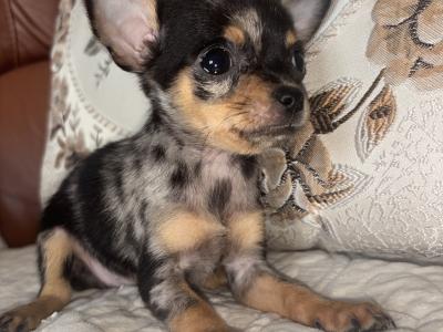 Chihuahua felmales males puppy for sale in Laois