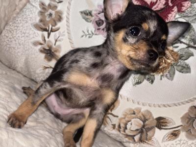 Chihuahua felmales males puppy for sale in Laois