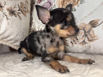 Chihuahua felmales males puppy for sale in Laois