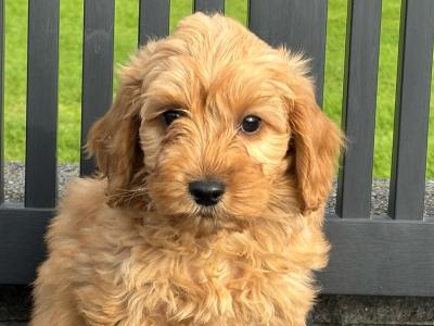 Cockapoo puppies in Laois