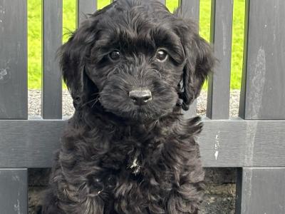 Cockapoo puppies in Laois