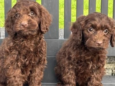 Cockapoo puppies in Laois