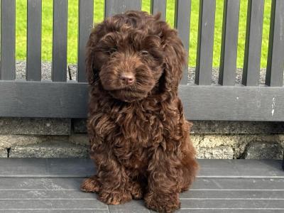 Cockapoo puppies in Laois
