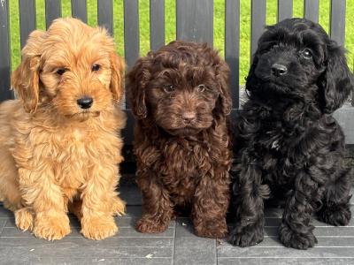 Cockapoo puppies in Laois