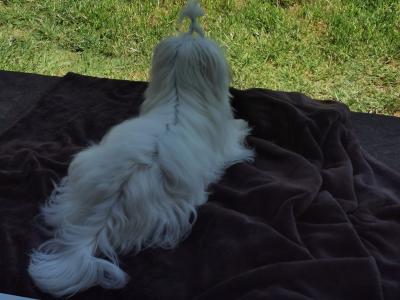 IKC Registered male Maltese puppy 9 months old in Laois
