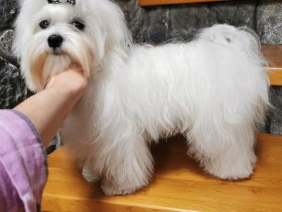 IKC Registered male Maltese puppy 9 months old in Laois
