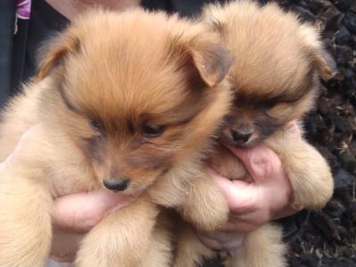 Pomeranian pups
