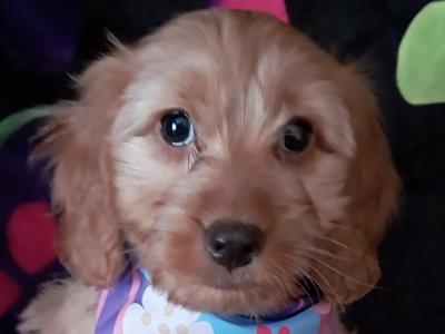 Adorable Cockapoo puppies in Kilkenny