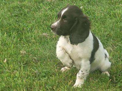 IKC Registered Springer Spaniel puppies in Kildare