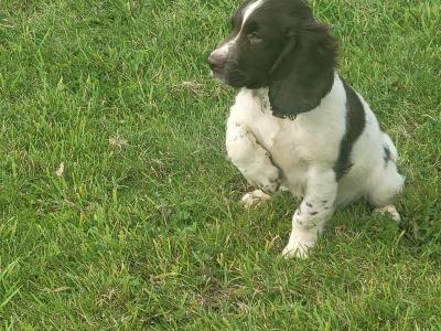 Springer Spaniel