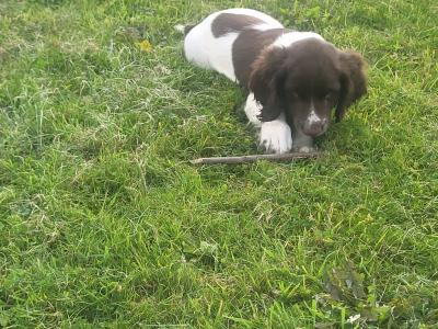 Springer Spaniel