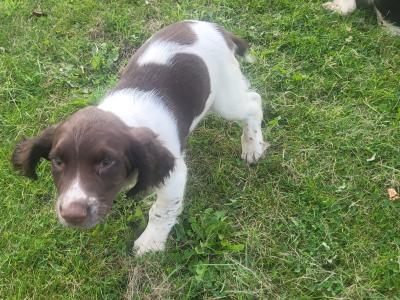 Springer Spaniel
